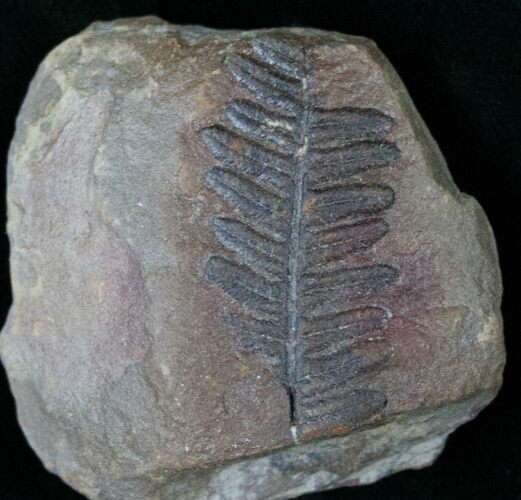 Million Year Old Fern Fossil #14515